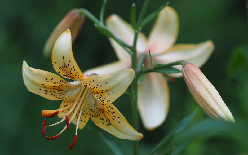 North American Lily Society (NALS) 2024 Convention